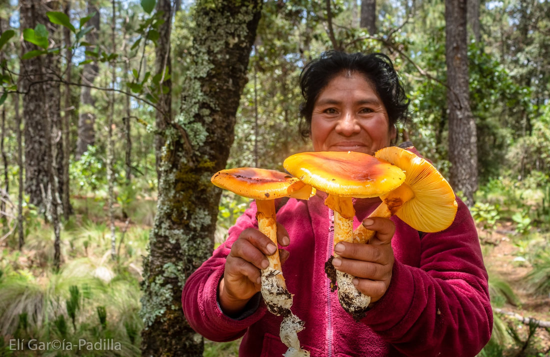 Mushroom Foraging in Oaxaca