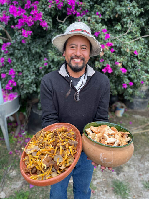 Mushroom foraging in Oaxaca
