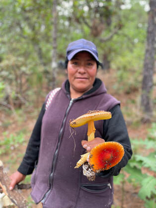 Mushroom Foraging in Sierra Norte, Oaxaca