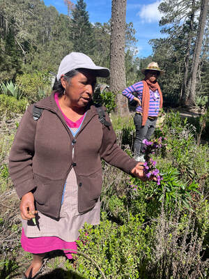 Mushroom foraging tour in Mexico