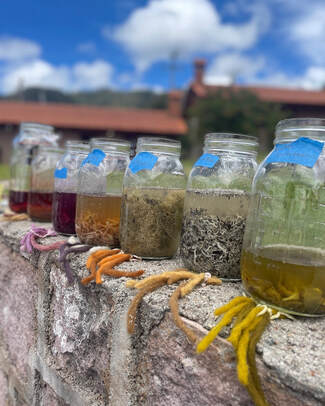 Mushroom Foraging in Oaxaca