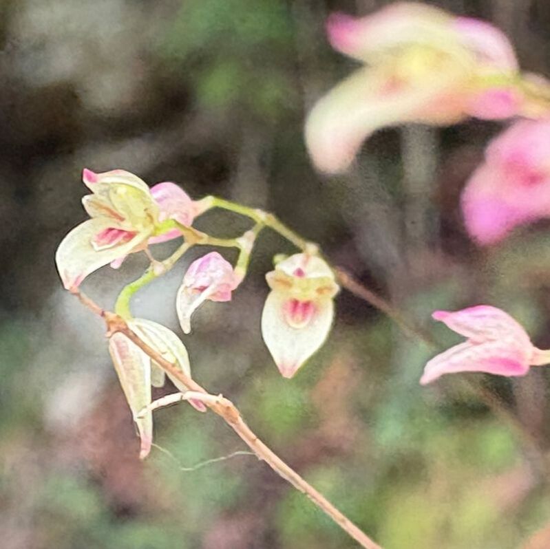 MycoAdventure in Sierra Norte, Oaxaca