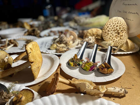 Mushroom Foraging in Oaxaca