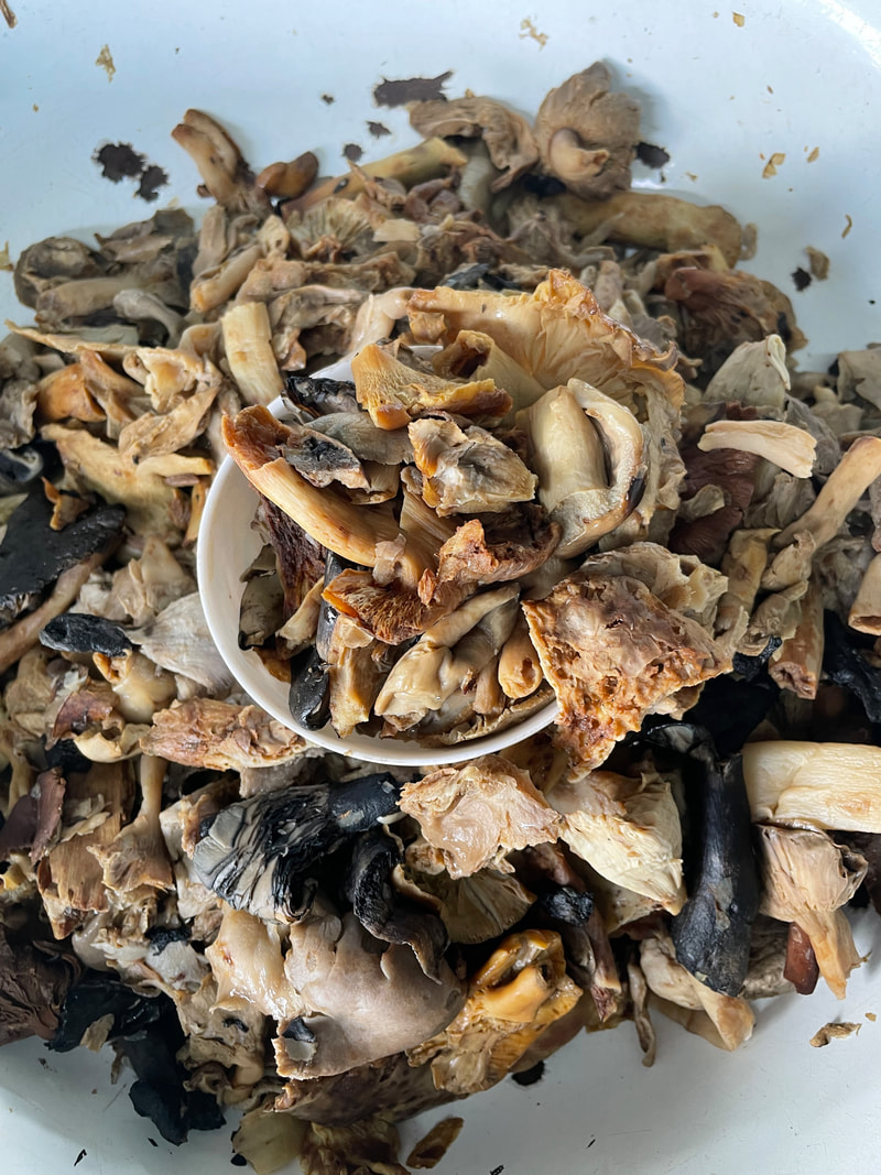 MycoAdventure in Oaxaca