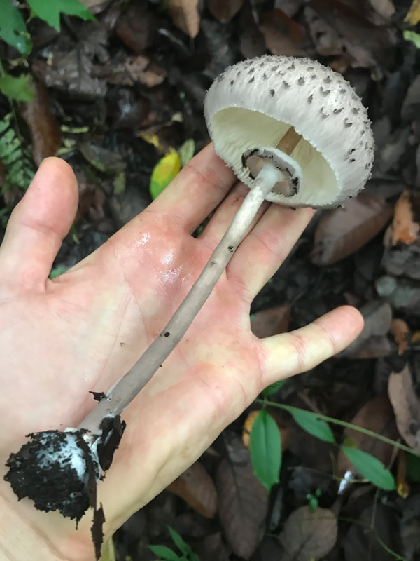 MycoAdventure in Sierra Norte, Oaxaca