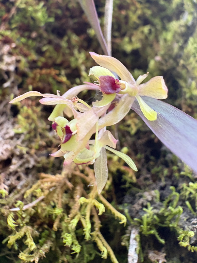 MycoAdventure in Sierra Norte, Oaxaca