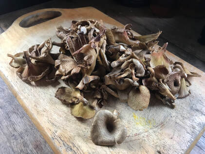 Mushroom Foraging in Oaxaca