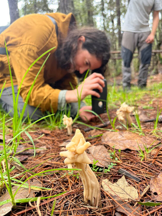 Mushroom foraging tour