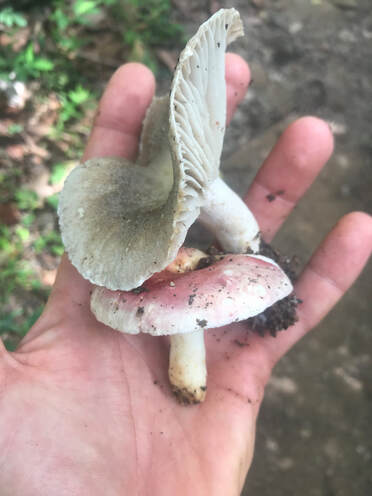 Mushroom Foraging in Sierra Norte, Oaxaca